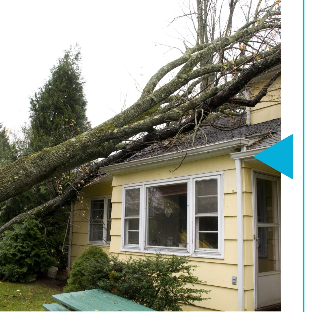 Tree fallen onto a roof