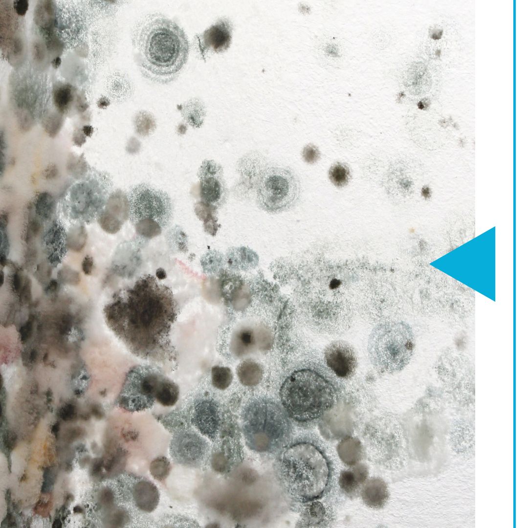 mold