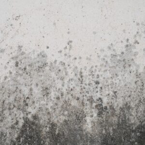 mold on a wall