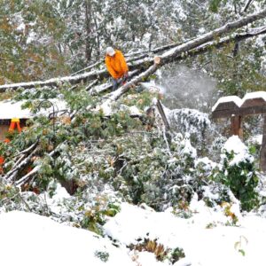 people removing a fallen tree in the snow