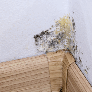 mold in the corner